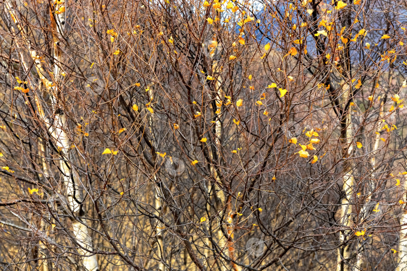 Скачать Природа и дикие животные. Голые ветви деревьев осенью фотосток Ozero