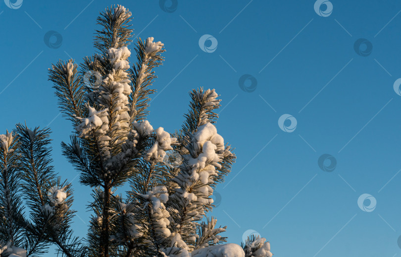 Скачать Новая ель в самую морозную погоду. Голубое небо. фотосток Ozero