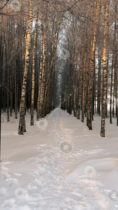 Скачать Тропинка в зимнем лесу. Белый снег. Морозное утро в лесу. фотосток Ozero