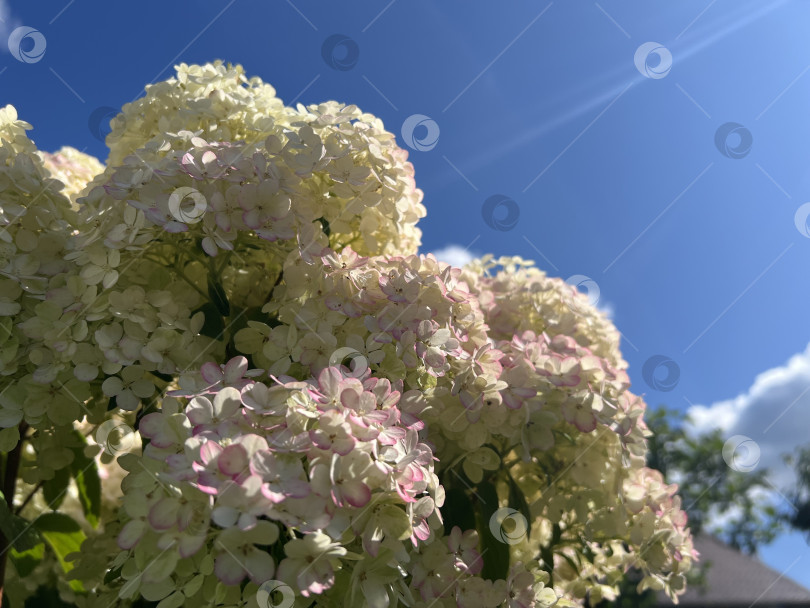Скачать Гортензия фотосток Ozero