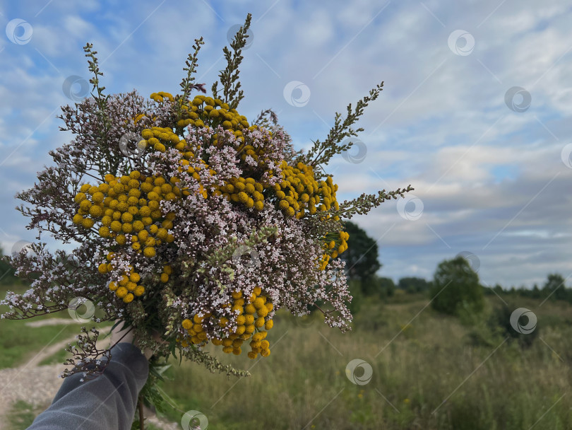 Скачать Букет из пижмы и трав фотосток Ozero