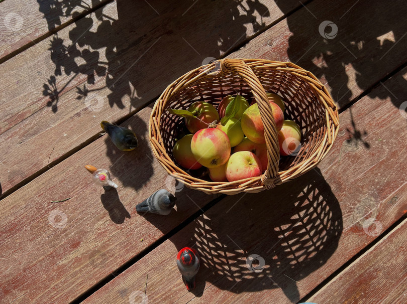 Скачать Корзина яблок фотосток Ozero