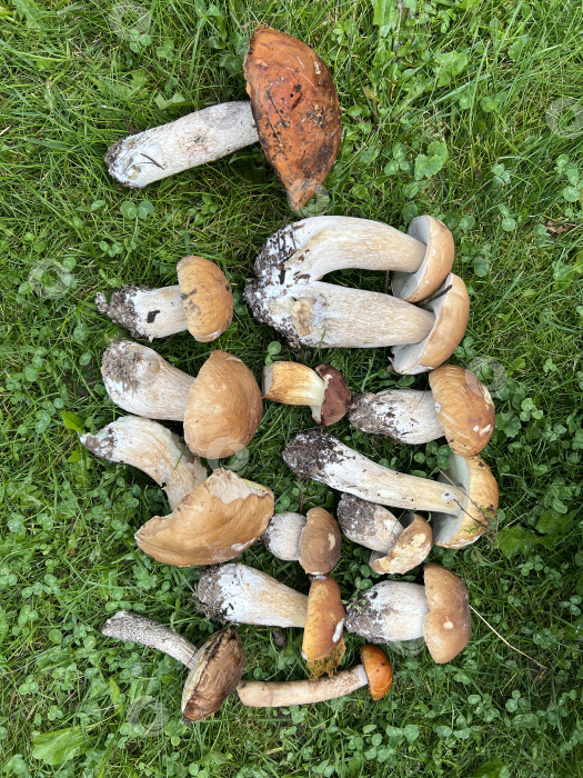 Скачать Белые грибы фотосток Ozero