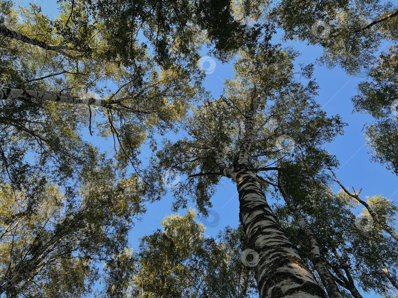 Скачать Березовая роща фотосток Ozero