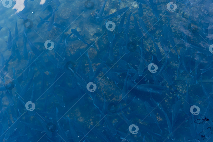 Скачать Форель, плавающая под водой на рыбоводной ферме в морской воде, экосистемная среда обитания животных фотосток Ozero