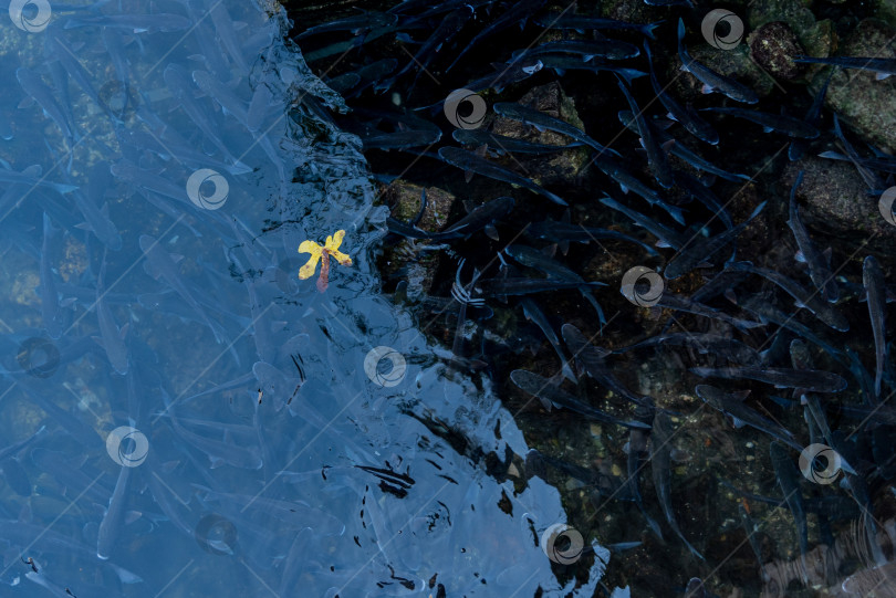 Скачать Форель, плавающая под водой на рыбоводной ферме в морской воде, экосистемная среда обитания животных фотосток Ozero