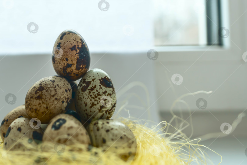 Скачать Сырые перепелиные яйца на витрине. Концепция здорового питания. Избирательный подход. фотосток Ozero