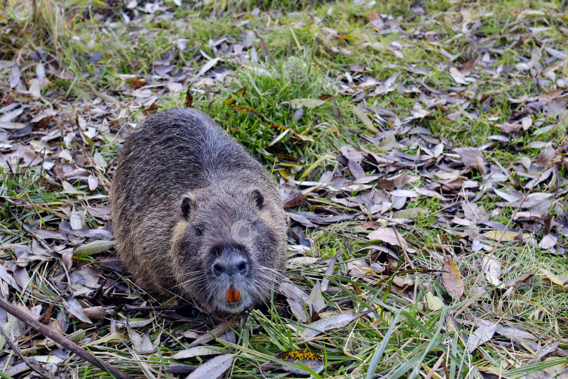 Скачать Бобёр_род млекопитающих грызунов на берегу пруда, места обитания особей. фотосток Ozero