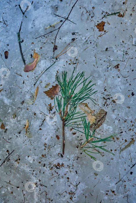 Скачать Еловая ветка на снегу, всегда зеленое растение. Весной тает снег. фотосток Ozero