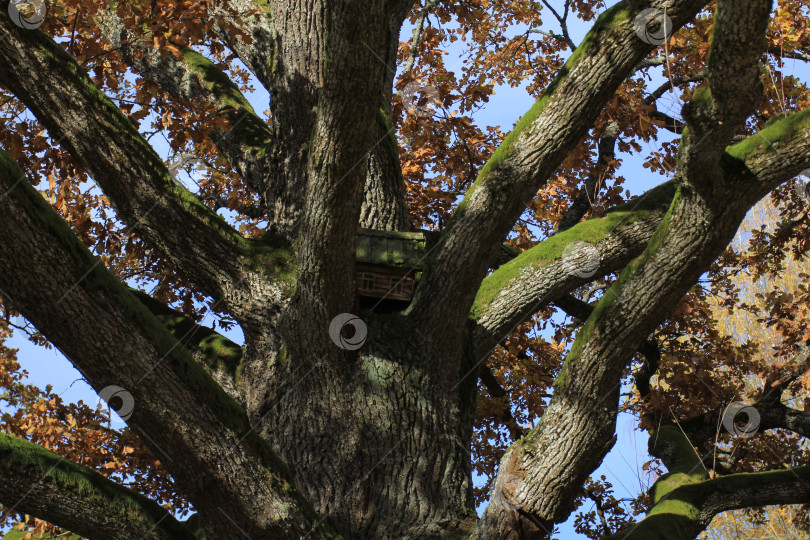 Скачать Домик на дереве фотосток Ozero