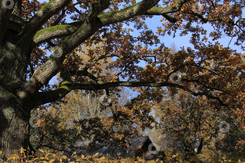 Скачать Осеннее дерево фотосток Ozero