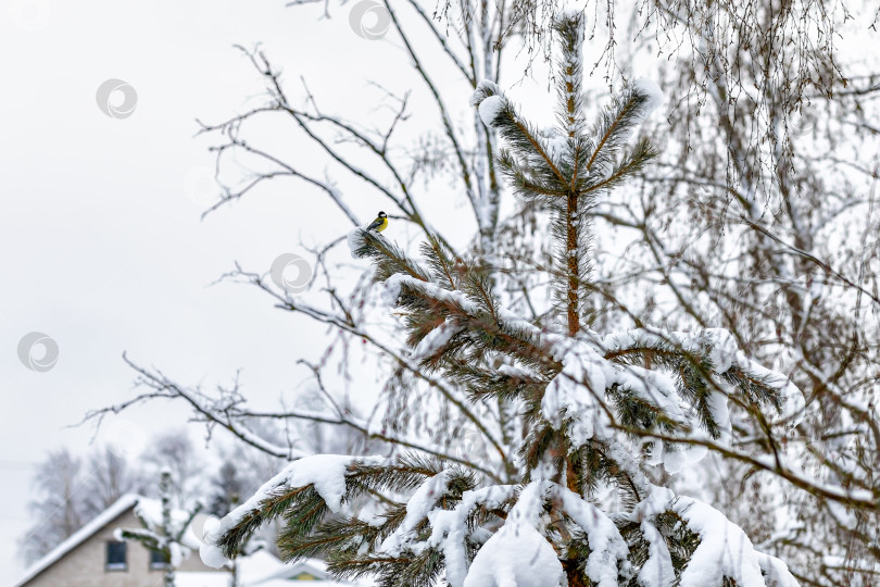 Скачать Птица синица на снежной ёлке в зимний день. фотосток Ozero