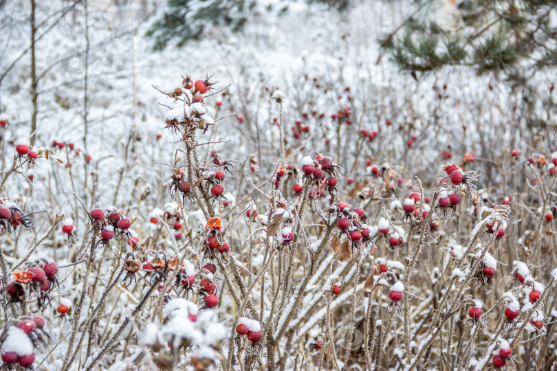 Скачать Шиповник и его красные ягоды присыпанные снегом на заснеженных ветках в тихом зимнем пейзаже фотосток Ozero