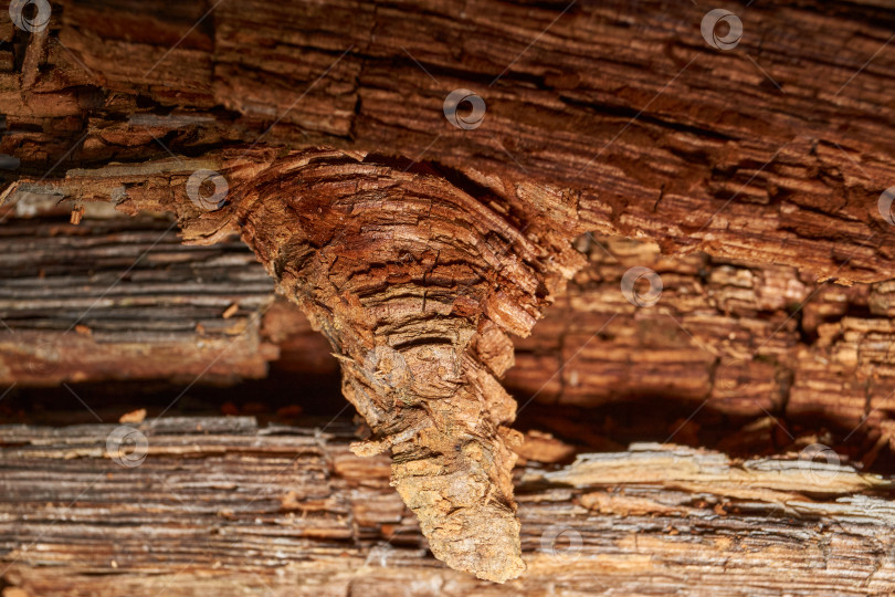 Скачать Старое дерево на стыке ветки и ствола. фотосток Ozero