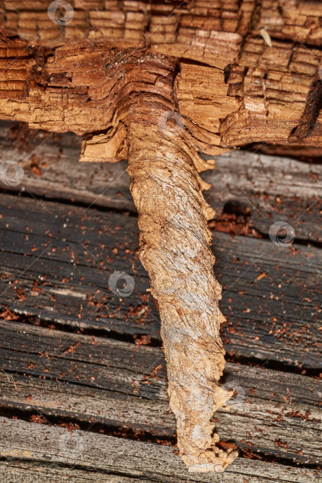 Скачать Старое дерево на стыке ветки и ствола. фотосток Ozero