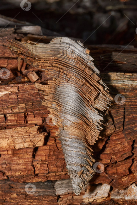 Скачать Старое дерево на стыке ветки и ствола. фотосток Ozero