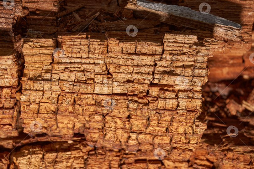 Скачать Макросъемка структуры древесины с видимыми трещинами и наслоениями. фотосток Ozero