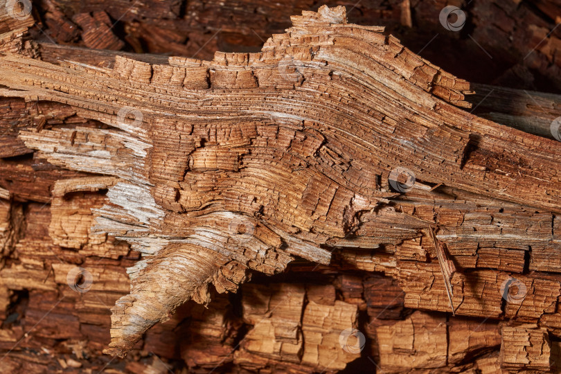 Скачать Старое дерево на стыке ветки и ствола. фотосток Ozero