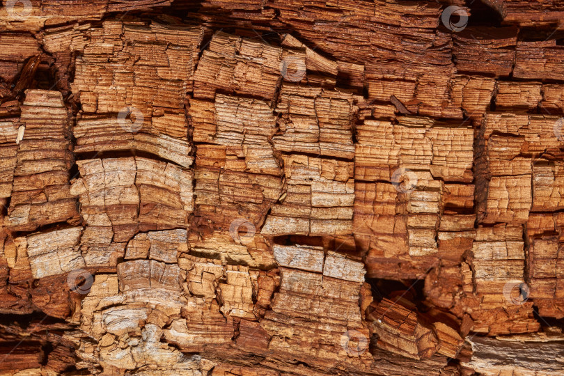 Скачать Макросъемка структуры древесины с видимыми трещинами и наслоениями. фотосток Ozero