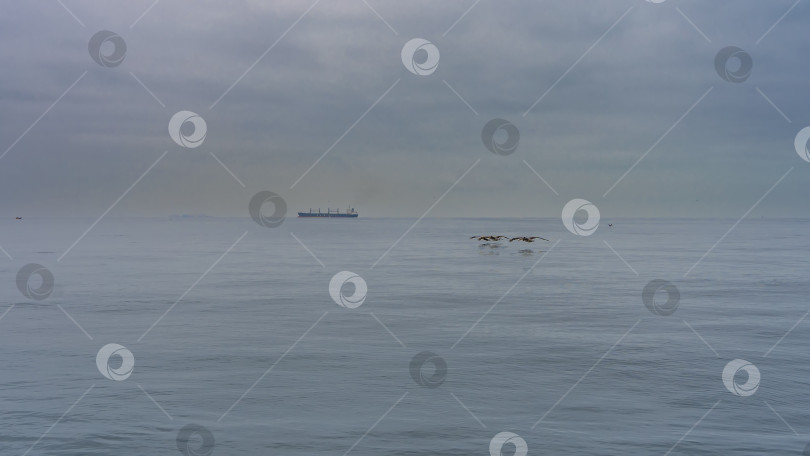 Скачать Спокойная поверхность океана. Стая пеликанов низко пролетает над водой фотосток Ozero