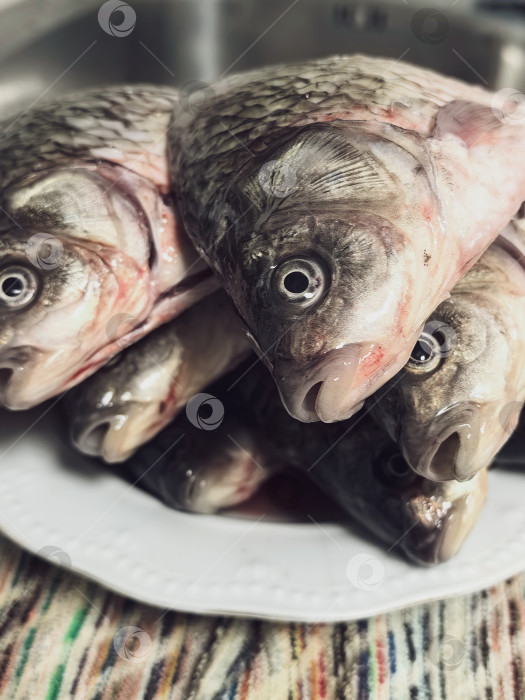 Скачать Рыба фотосток Ozero