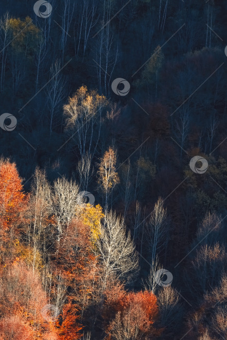 Скачать Осенний горный лес на фоне солнечного света, вертикальный вид. фотосток Ozero