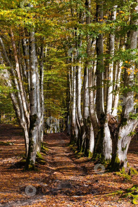 Скачать Осенняя буковая аллея, прекрасная солнечная погода. фотосток Ozero