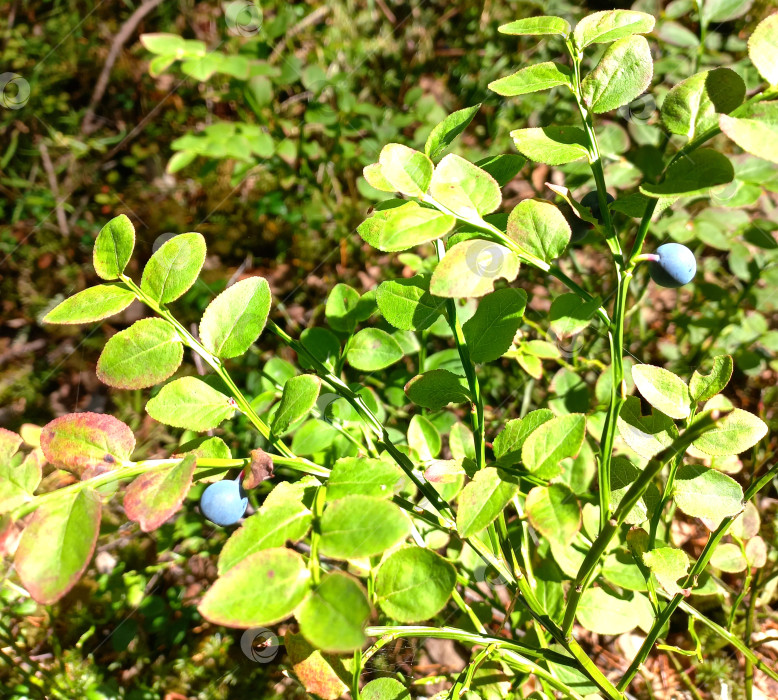Скачать Ягода черника в лесу фотосток Ozero