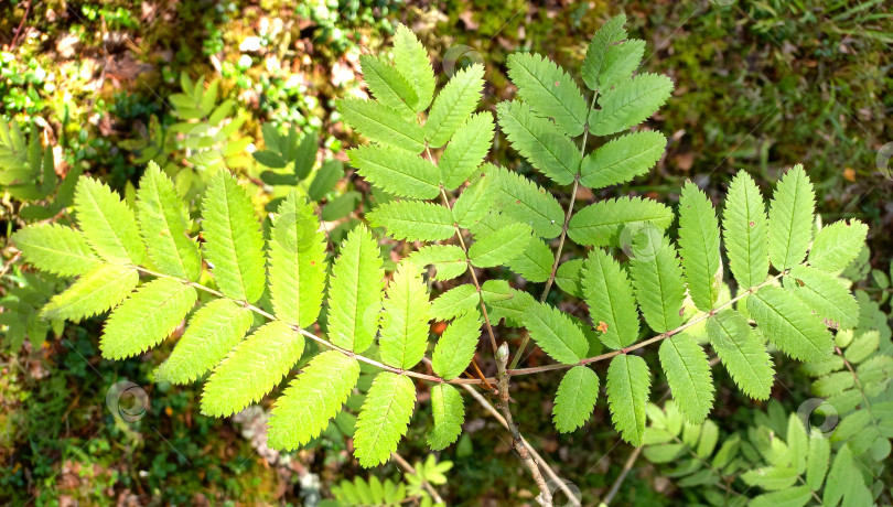 Скачать Ранние веточки рябины фотосток Ozero