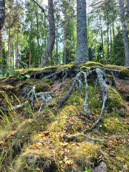 Скачать Открытые корни деревьев, растущих вдоль Финского залива фотосток Ozero