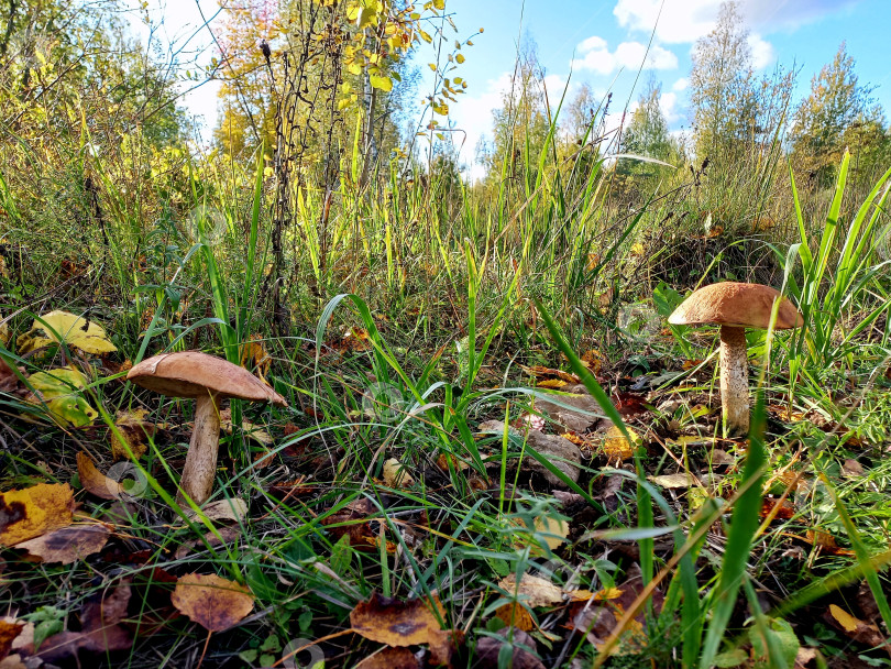 Скачать Грибы подосиновики, растущие среди травы фотосток Ozero