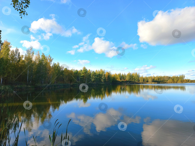 Скачать Вид на озеро, растущие вдоль него березы, деревья. Осенний пейзаж. фотосток Ozero
