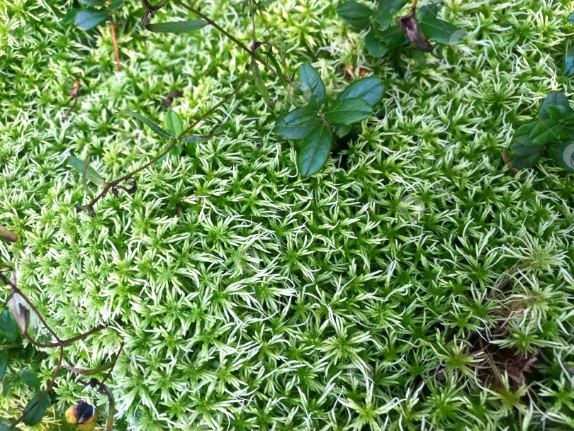 Скачать Яркий зеленый мох в лесу фотосток Ozero