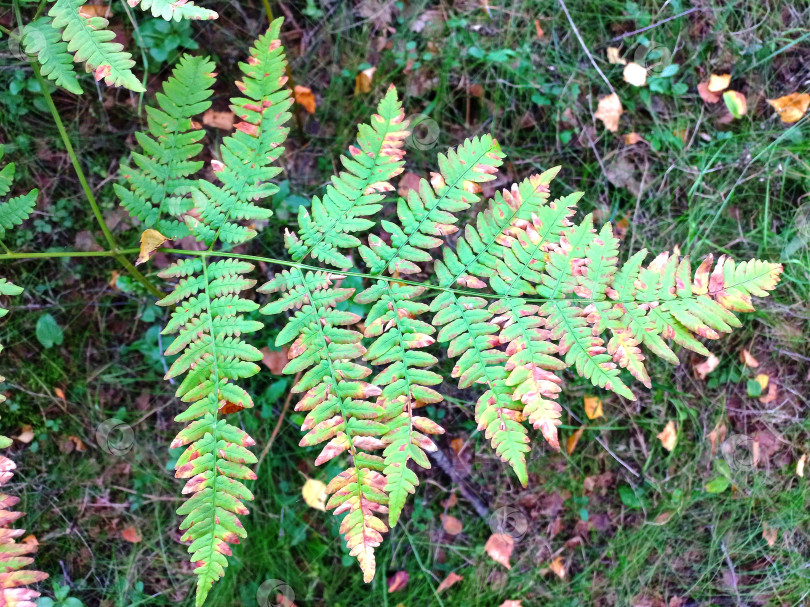Скачать Пожелтевшие листья папоротника в лесу фотосток Ozero