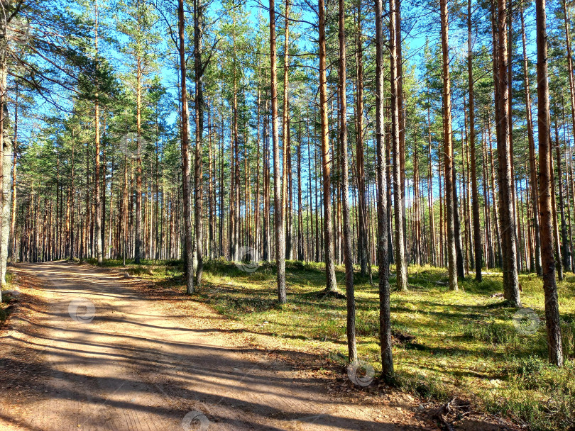 Скачать Тропинка в осеннем лесу фотосток Ozero