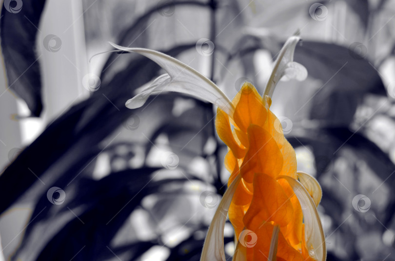 Скачать соцветие пахистахиса фотосток Ozero