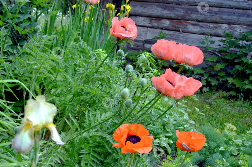 Скачать цветет мак восточный фотосток Ozero