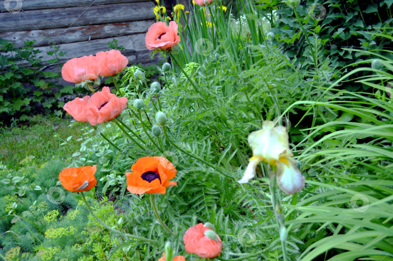 Скачать цветет мак восточный фотосток Ozero