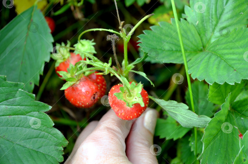 Скачать ягодный куст - земляника садовая (клубника) фотосток Ozero