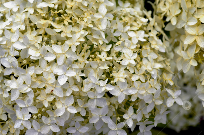 Скачать Соцветия гортензии древовидной крупным планом фотосток Ozero