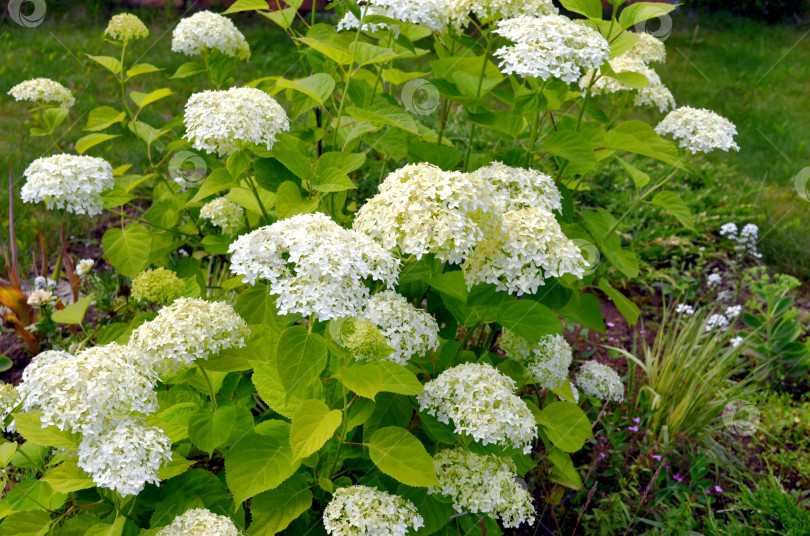 Скачать Цветет гортензия древовидная фотосток Ozero