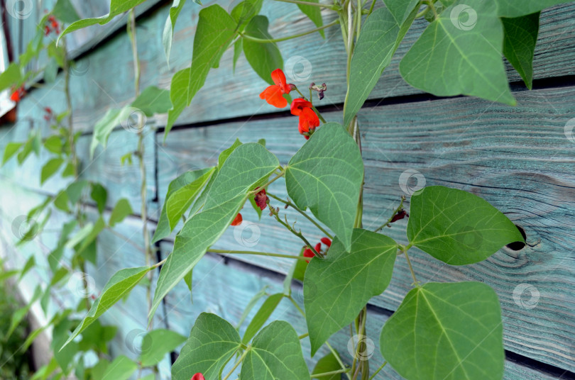 Скачать Цветет фасоль декоративная фотосток Ozero