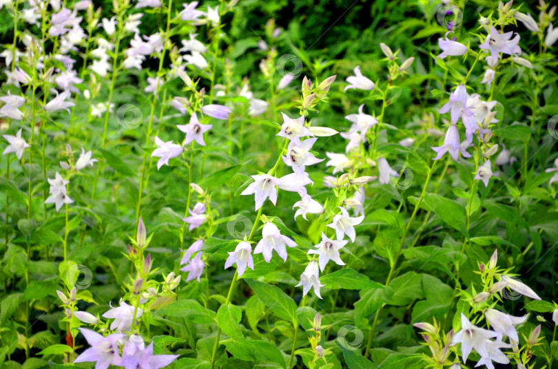Скачать цветет колокольчик персиколистный фотосток Ozero
