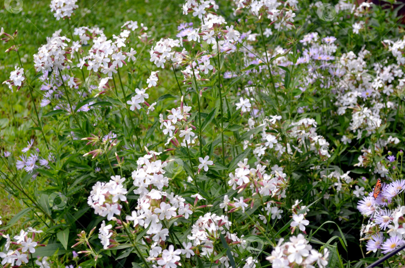 Скачать цветет мыльнянка (сапонария) фотосток Ozero