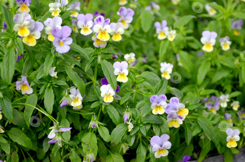 Скачать цветет виола рогатая фотосток Ozero