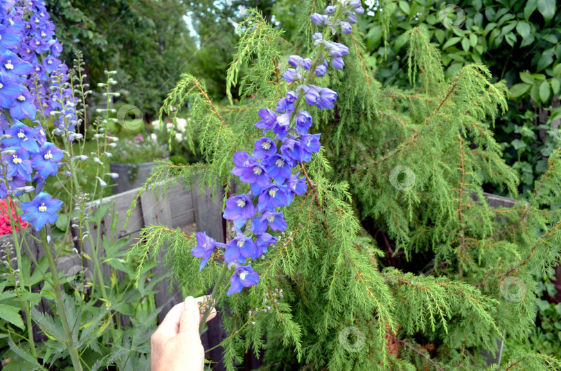 Скачать Цветет дельфиниум фотосток Ozero