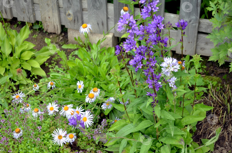 Скачать цветение колокольчика скученного, астры многолетней и тимьяна фотосток Ozero
