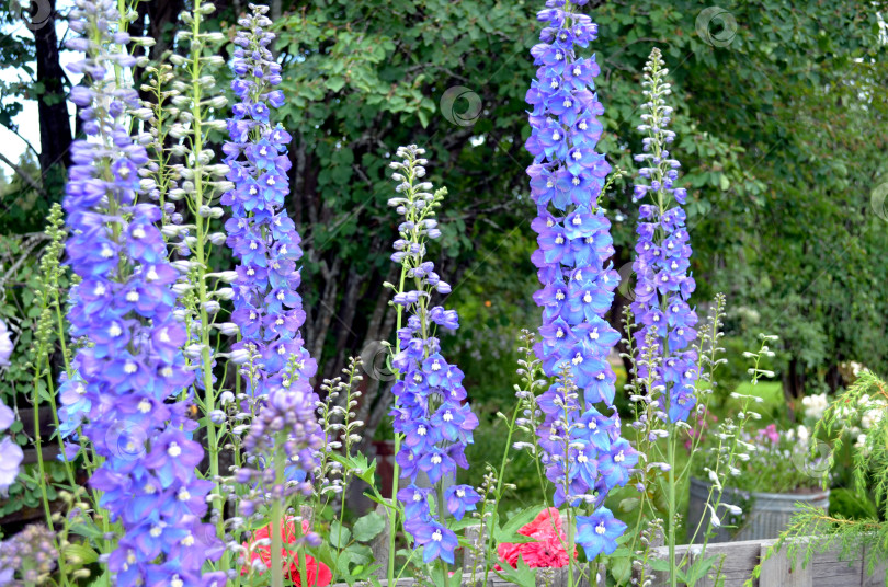 Скачать цветет дельфиниум фотосток Ozero