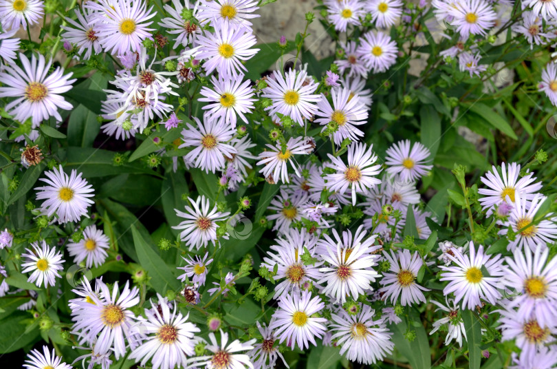 Скачать в цветнике цветет астра многолетняя фотосток Ozero