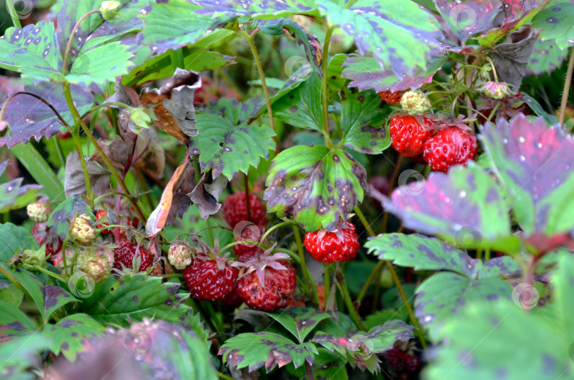 Скачать Антракноз фотосток Ozero